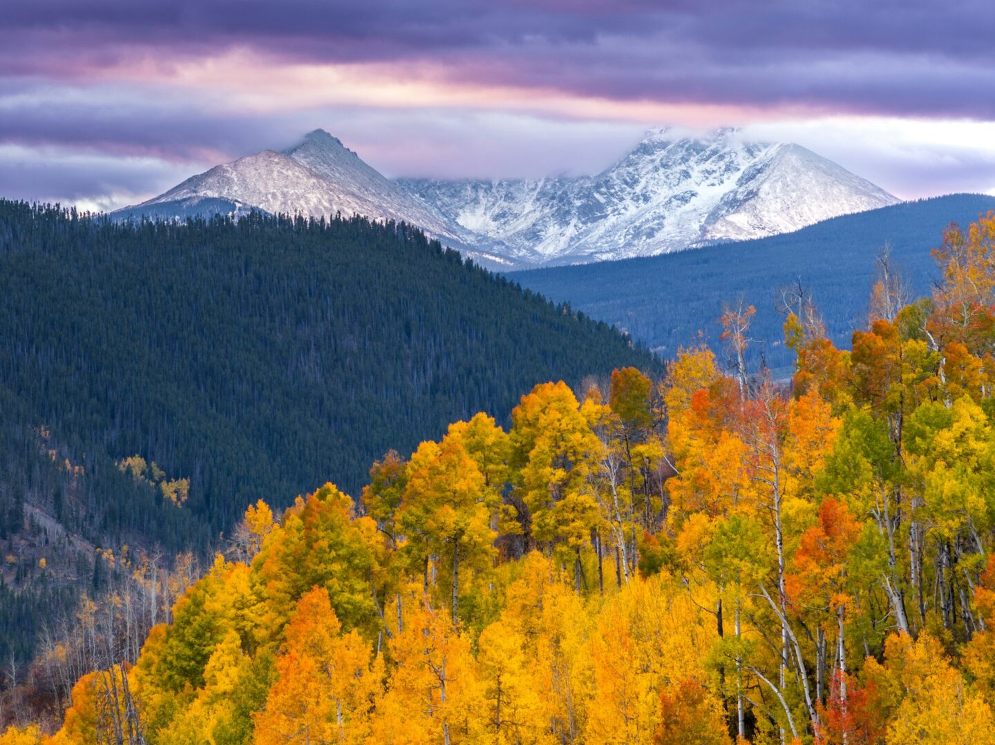 Autumn aspens in yellow and orange below a dark conifer slope, with snow-dusted peaks in cloud beyond.