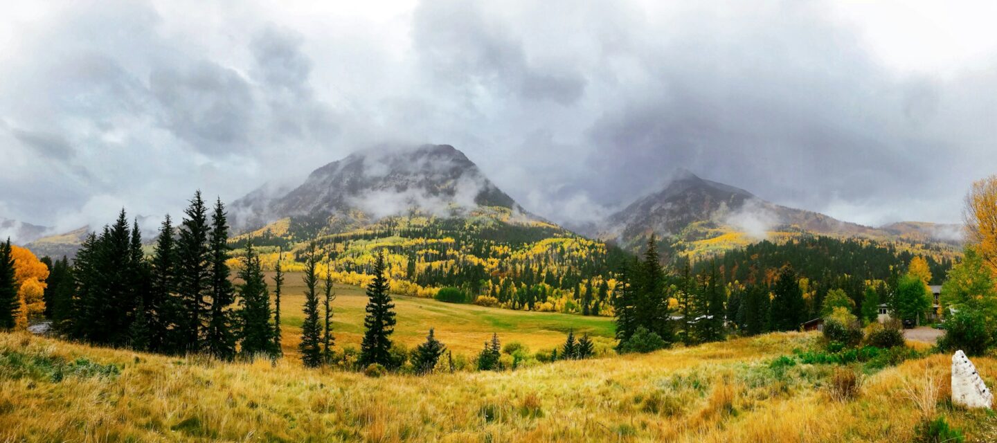 A misty autumn meadow of golden grass below spruce and yellow aspens, with mountains in cloud beyond.